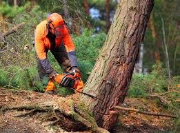 Best Stump Grinding and Removal  in Center Point, IA